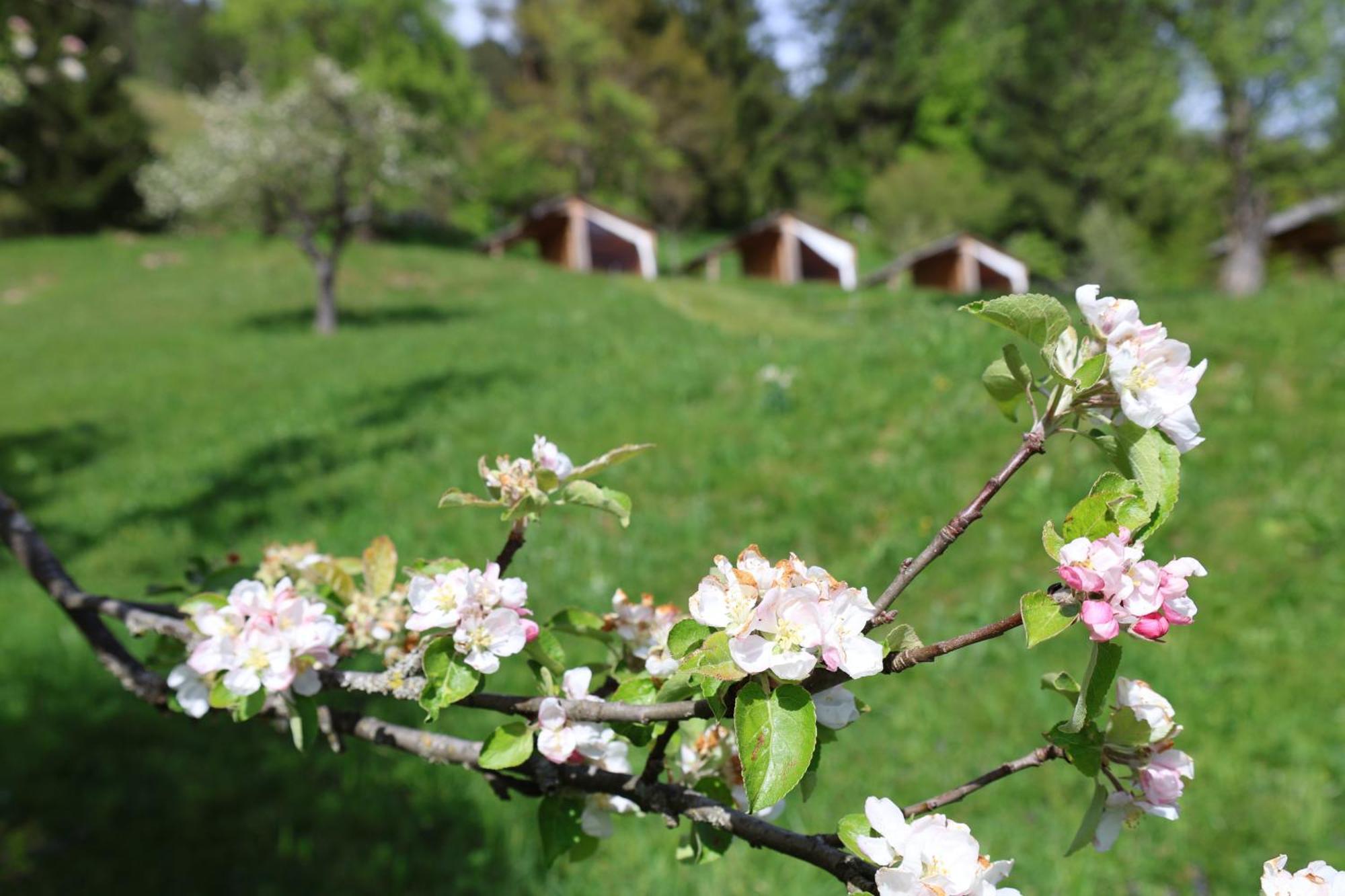 Mountain View Glamping Villa Dovje Eksteriør billede