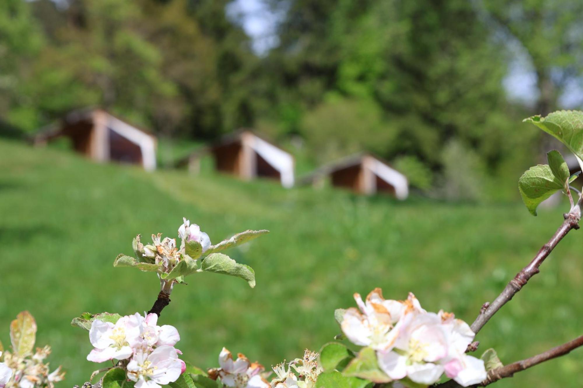 Mountain View Glamping Villa Dovje Eksteriør billede