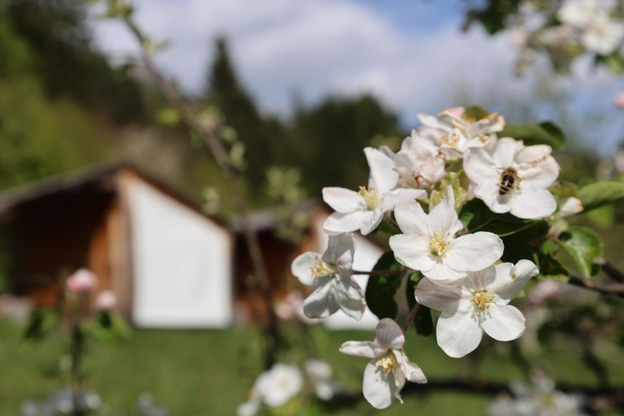 Mountain View Glamping Villa Dovje Eksteriør billede