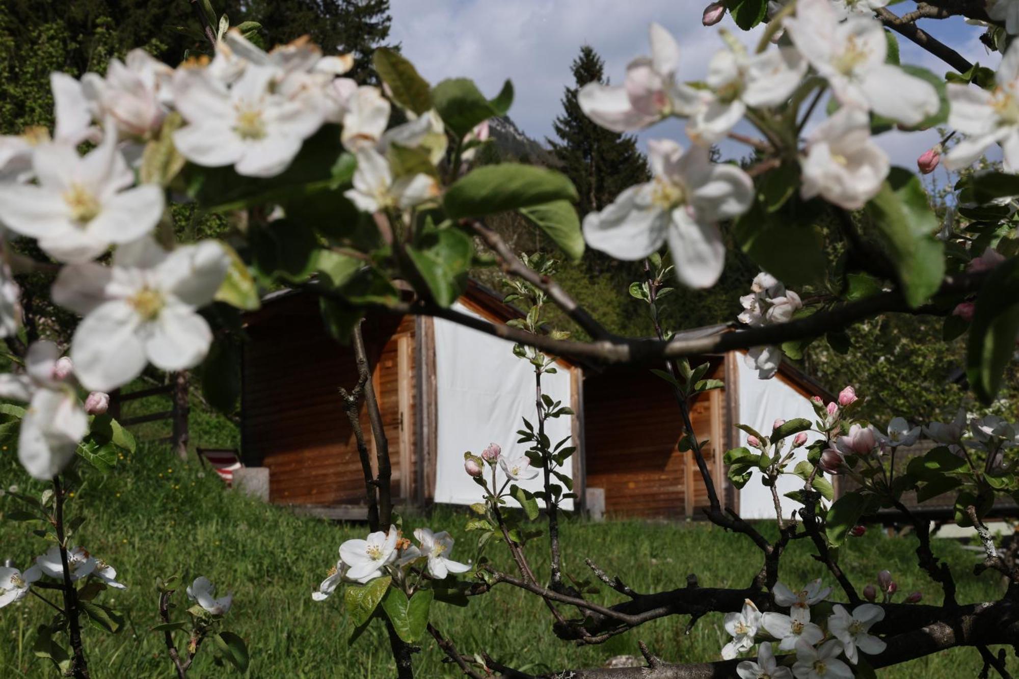 Mountain View Glamping Villa Dovje Eksteriør billede