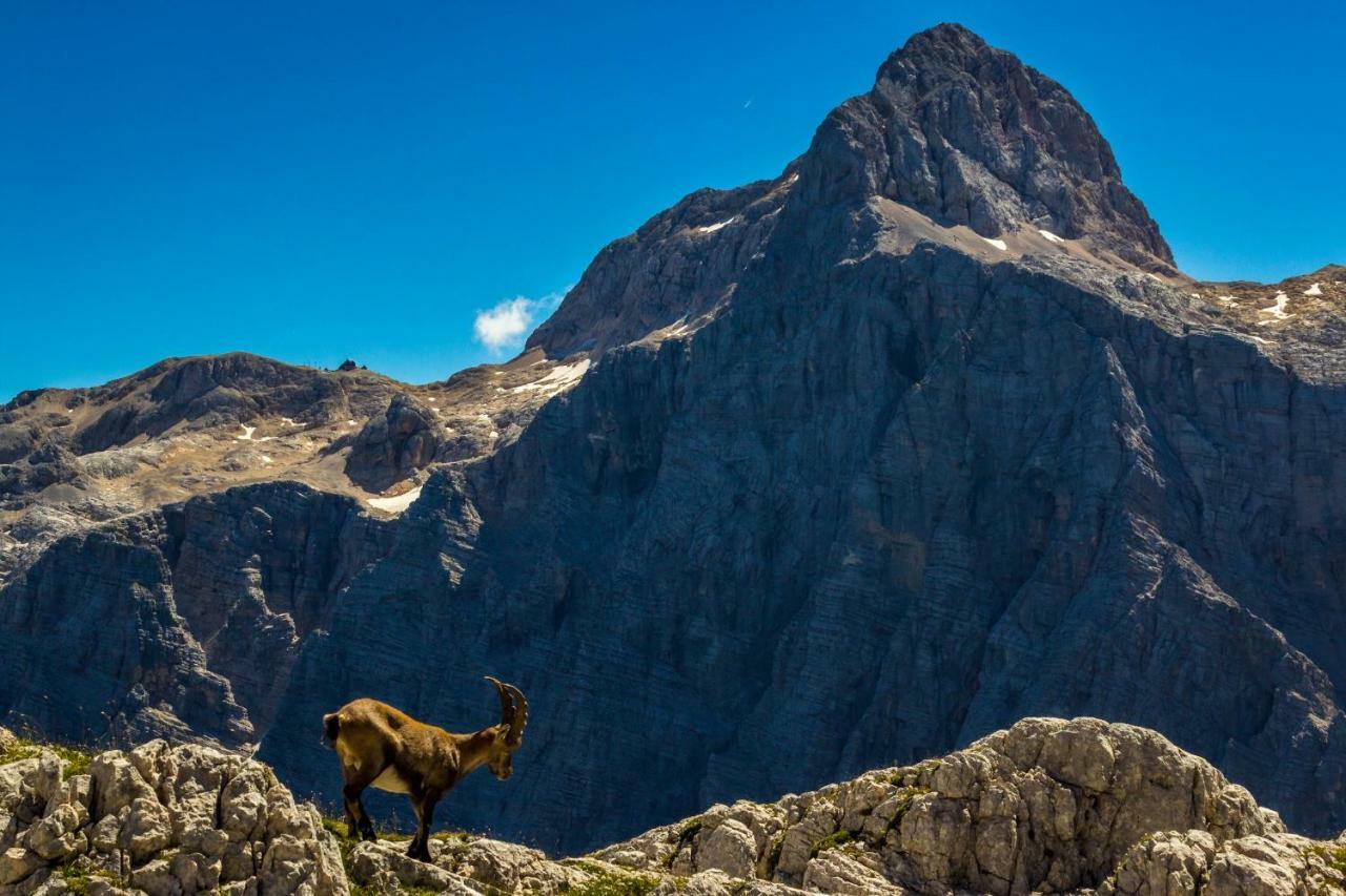 Mountain View Glamping Villa Dovje Eksteriør billede